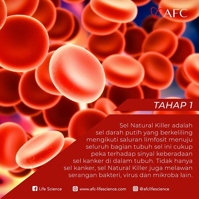 Natural Killer Dalam Tubuh Jasa Landingpage Tahap 1 Natural Killer Dalam Tubuh Jasa Landingpage Tahap 1