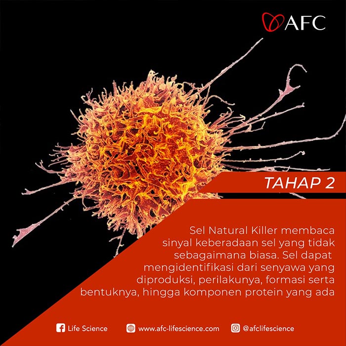 Natural Killer Dalam Tubuh Jasa Landingpage Tahap 2 Natural Killer Dalam Tubuh Jasa Landingpage Tahap 2
