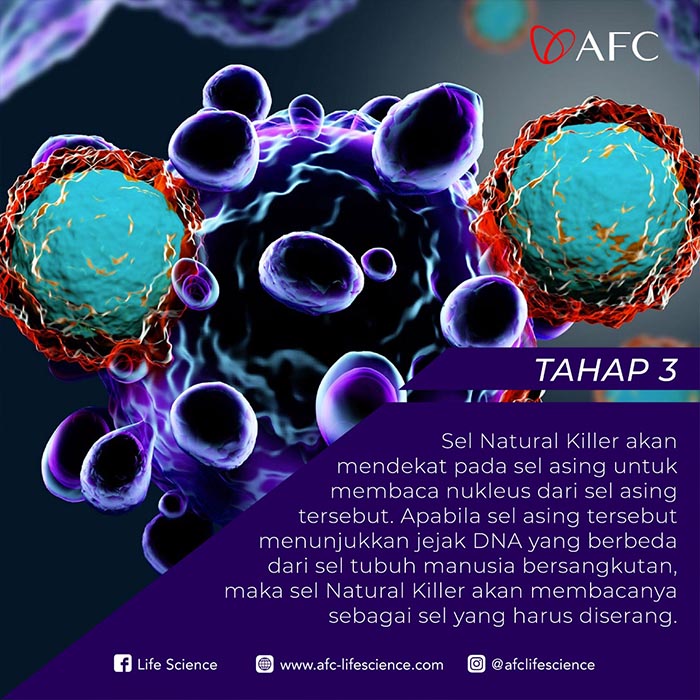 Natural Killer Dalam Tubuh Jasa Landingpage Tahap 3 Natural Killer Dalam Tubuh Jasa Landingpage Tahap 3