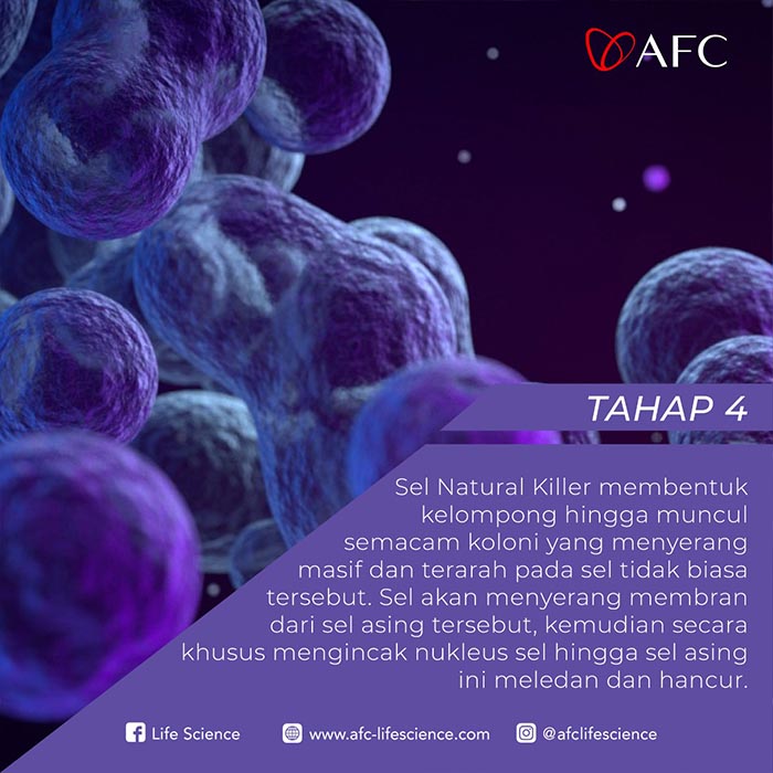 Natural Killer Dalam Tubuh Jasa Landingpage Tahap 4 Natural Killer Dalam Tubuh Jasa Landingpage Tahap 4