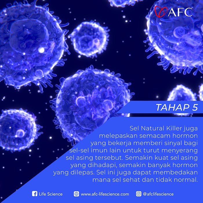 Natural Killer Dalam Tubuh Jasa Landingpage Tahap 5 Natural Killer Dalam Tubuh Jasa Landingpage Tahap 5